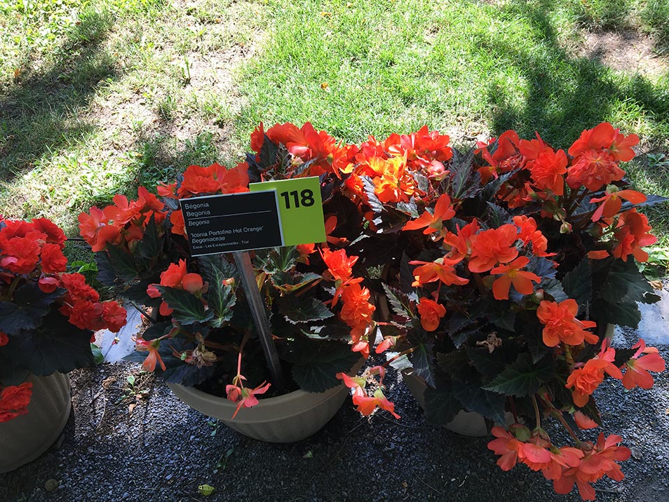 B. ‘Portofino Hot Orange’